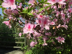 Rhododendron × pulchrum