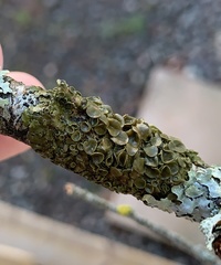 Melanohalea septentrionalis