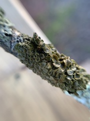 Melanohalea septentrionalis