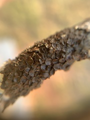 Melanohalea septentrionalis