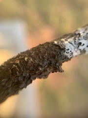 Melanohalea septentrionalis