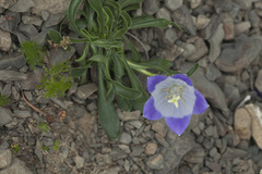 Campanula tridentata biebersteiniana