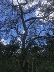 Bowdichia virgilioides