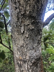 Bowdichia virgilioides