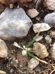 Ornithogalum montanum