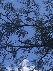 Bowdichia virgilioides