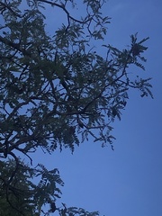 Bowdichia virgilioides