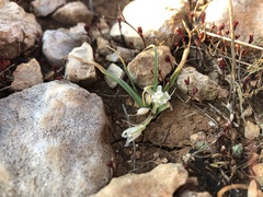 Ornithogalum montanum
