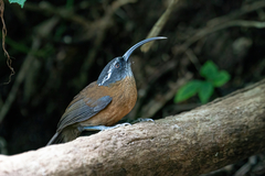 Pomatorhinus superciliaris