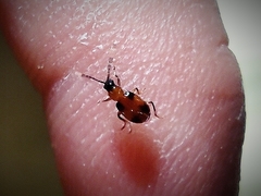 Medythia quadrimaculata