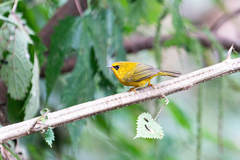 Cyanoderma chrysaeum