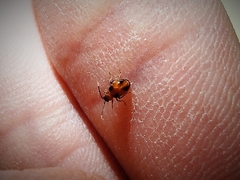 Medythia quadrimaculata