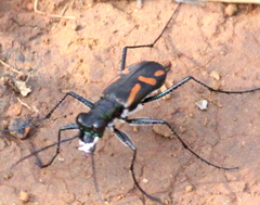 Cicindela andrewesi