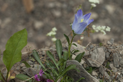 Campanula tridentata biebersteiniana