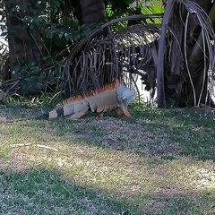 Iguana iguana
