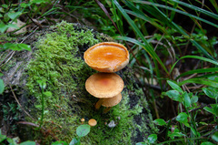 Pleuroflammula tuberculosa