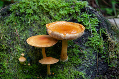 Pleuroflammula tuberculosa