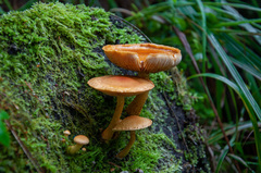 Pleuroflammula tuberculosa