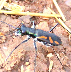 Cicindela andrewesi