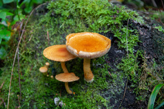 Pleuroflammula tuberculosa