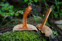 Pleuroflammula tuberculosa