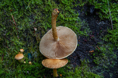 Pleuroflammula tuberculosa