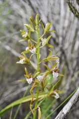 Eulophia lamellata