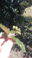 Karpatiosorbus tauricola