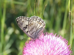 Melanargia arge