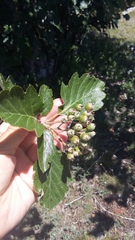 Karpatiosorbus tauricola