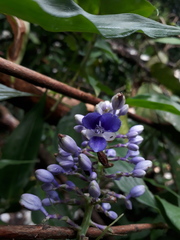 Dichorisandra hexandra