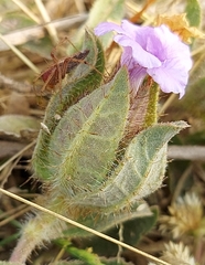 Strobilanthes urens