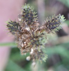 Fuirena ciliaris