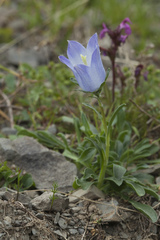 Campanula tridentata biebersteiniana