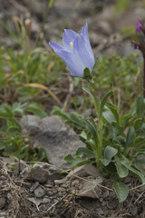 Campanula tridentata biebersteiniana
