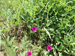 Ipomoea crassipes