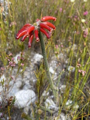 Erica massonii