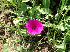 Ipomoea crassipes