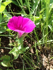 Ipomoea crassipes