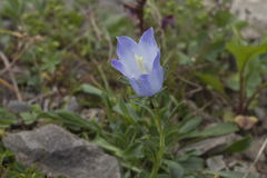 Campanula tridentata biebersteiniana