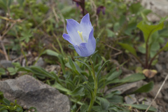 Campanula tridentata biebersteiniana