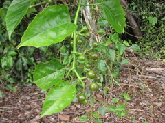 Cissus repens
