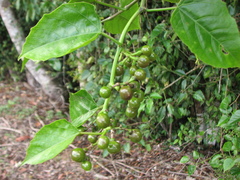 Cissus repens
