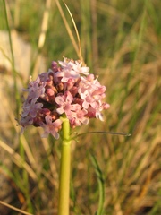 Valeriana tuberosa
