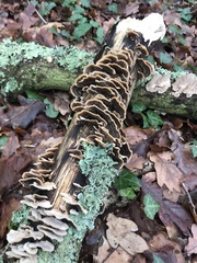 Trametes versicolor
