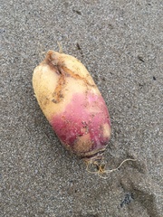 Aplidium stellatum