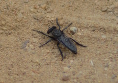 Cyrtopogon