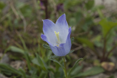 Campanula tridentata biebersteiniana