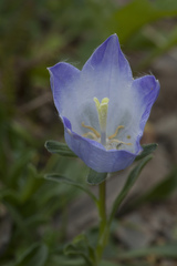 Campanula tridentata biebersteiniana
