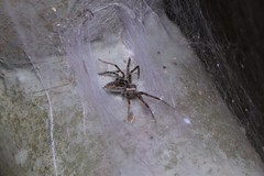 Dendrolycosa